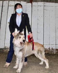 Picardy Sheepdog / Berger Picard at Southampton & District Canine Association Limited Show