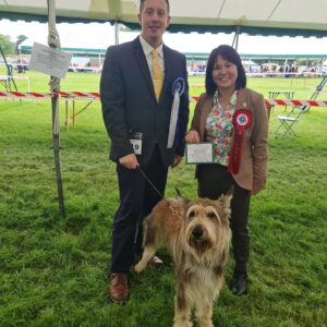 Picardy Sheepdog / Berger Picard at Leeds Championship Show