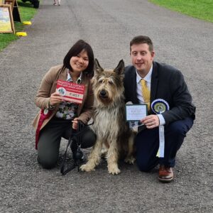 Picardy Sheepdog / Berger Picard at Paignton & District Fanciers Association Championship Show
