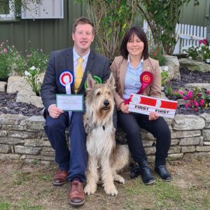Picardy Sheepdog / Berger Picard at Bournemouth Canine Association Championship Show