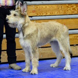 Picardy Sheepdog / Berger Picard at Maidenhead & District Canine Society Open Show