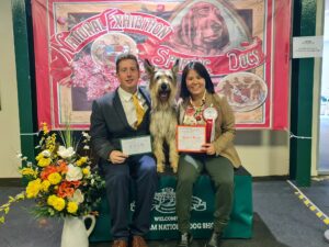 Picardy Sheepdog / Berger Picard at Birmingham Championship National Dog Show