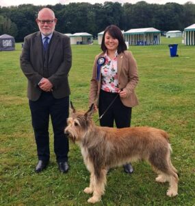 Picardy Sheepdog / Berger Picard at Richmond Championship Dog Show