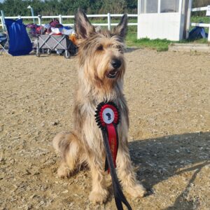Picardy Sheepdog / Berger Picard at Thame & Oxfordshire Premier Open Show