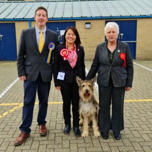 Picardy Sheepdog / Berger Picard at Beckenham Open Show