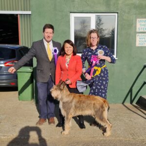 Picardy Sheepdog / Berger Picard at Wealdstone & Northolt Canine Society Open Show