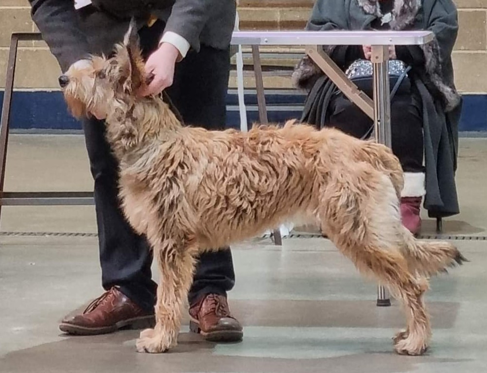 Enzotica Berger Picard / Picardy Sheepdog