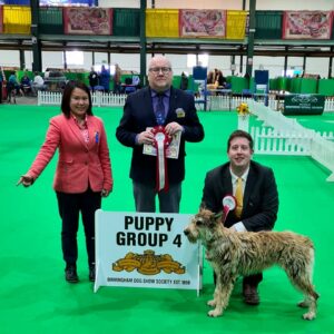 Picardy Sheepdog / Berger Picard at Birmingham National Dog Show
