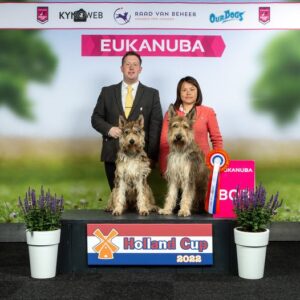 Picardy Sheepdog / Berger Picard at the Holland Cup, Gorinchem, Netherlands