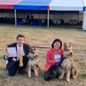 Picardy Sheepdog / Berger Picard at Paignton & District Fanciers Association Championship Show