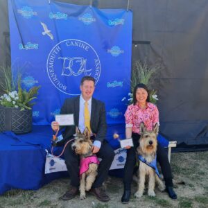 Picardy Sheepdog / Berger Picard at Bournemouth Canine Association Championship Show